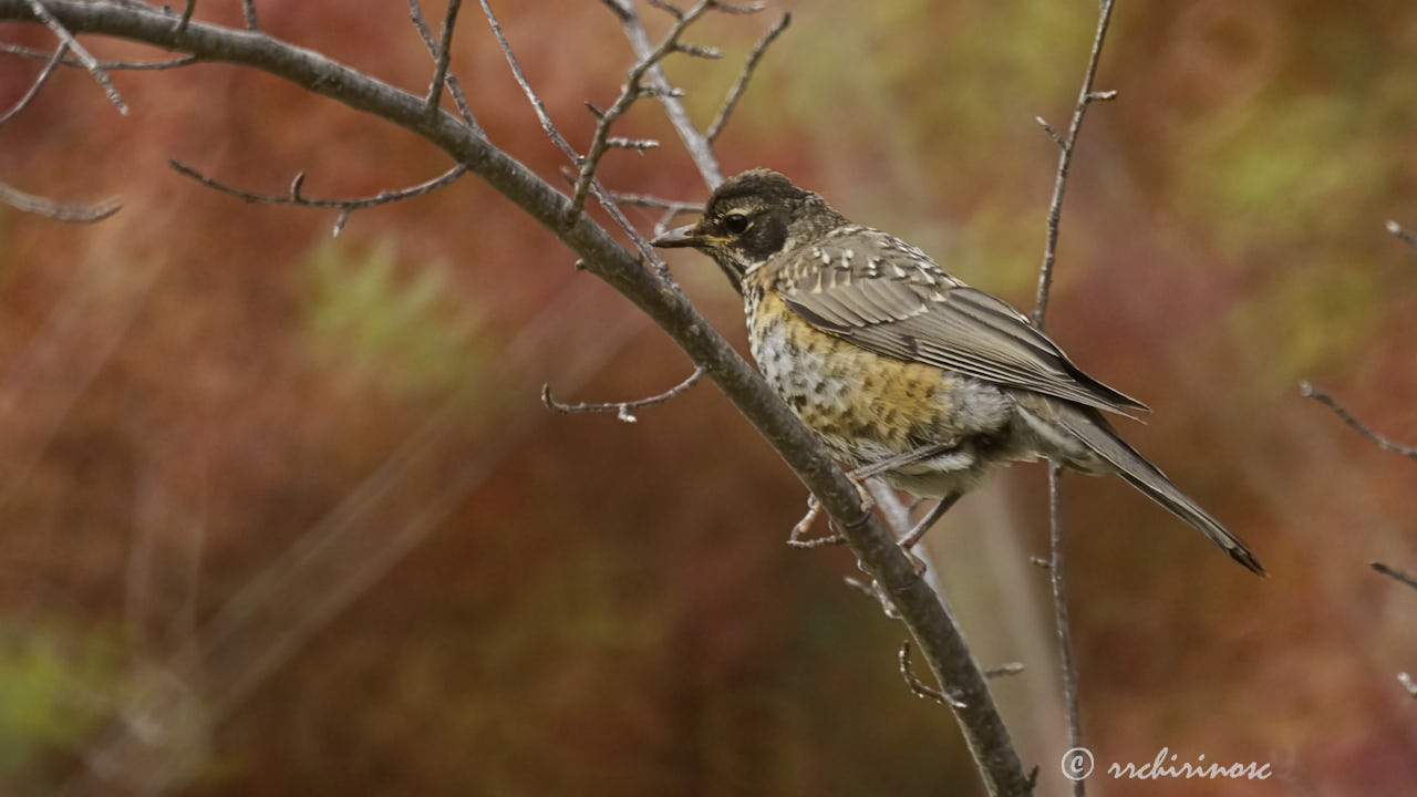 American robin