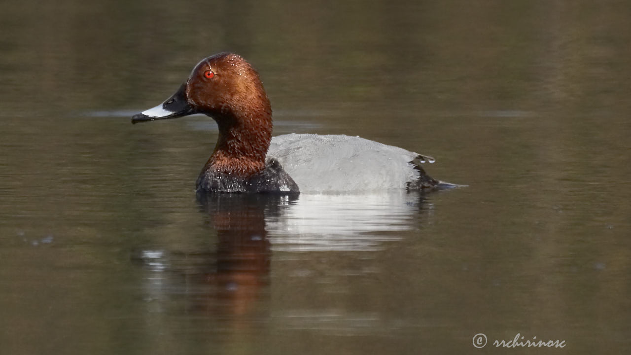 Common pochard