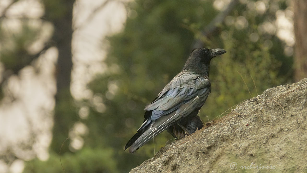 Common raven