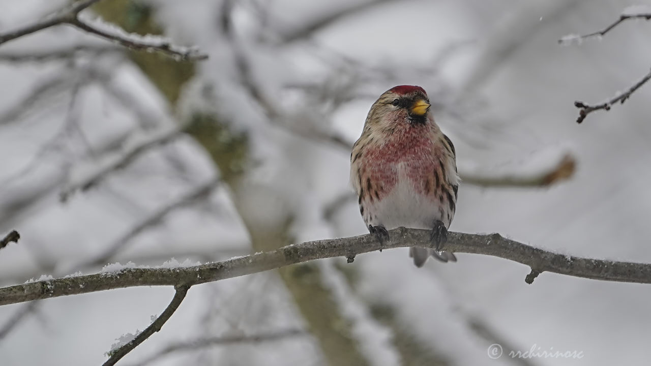 Common redpoll