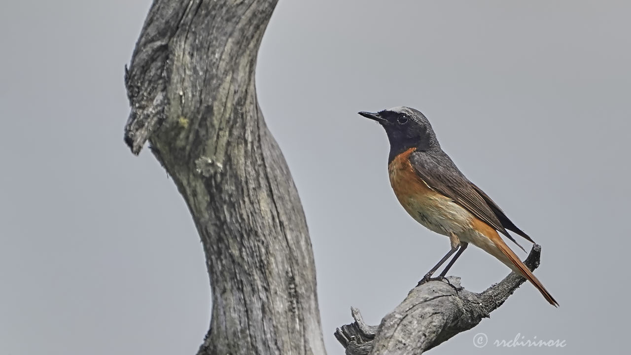 Common redstart