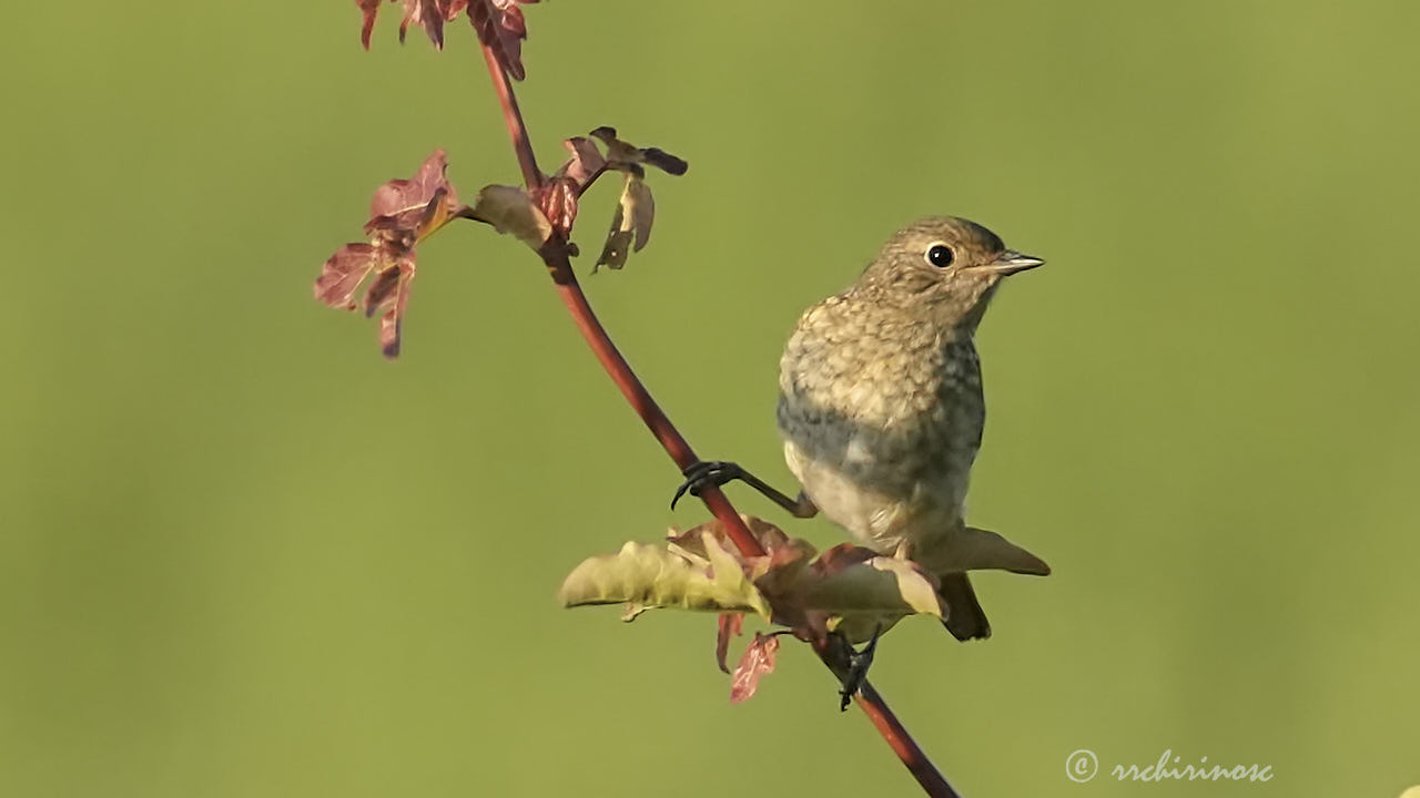 Common redstart