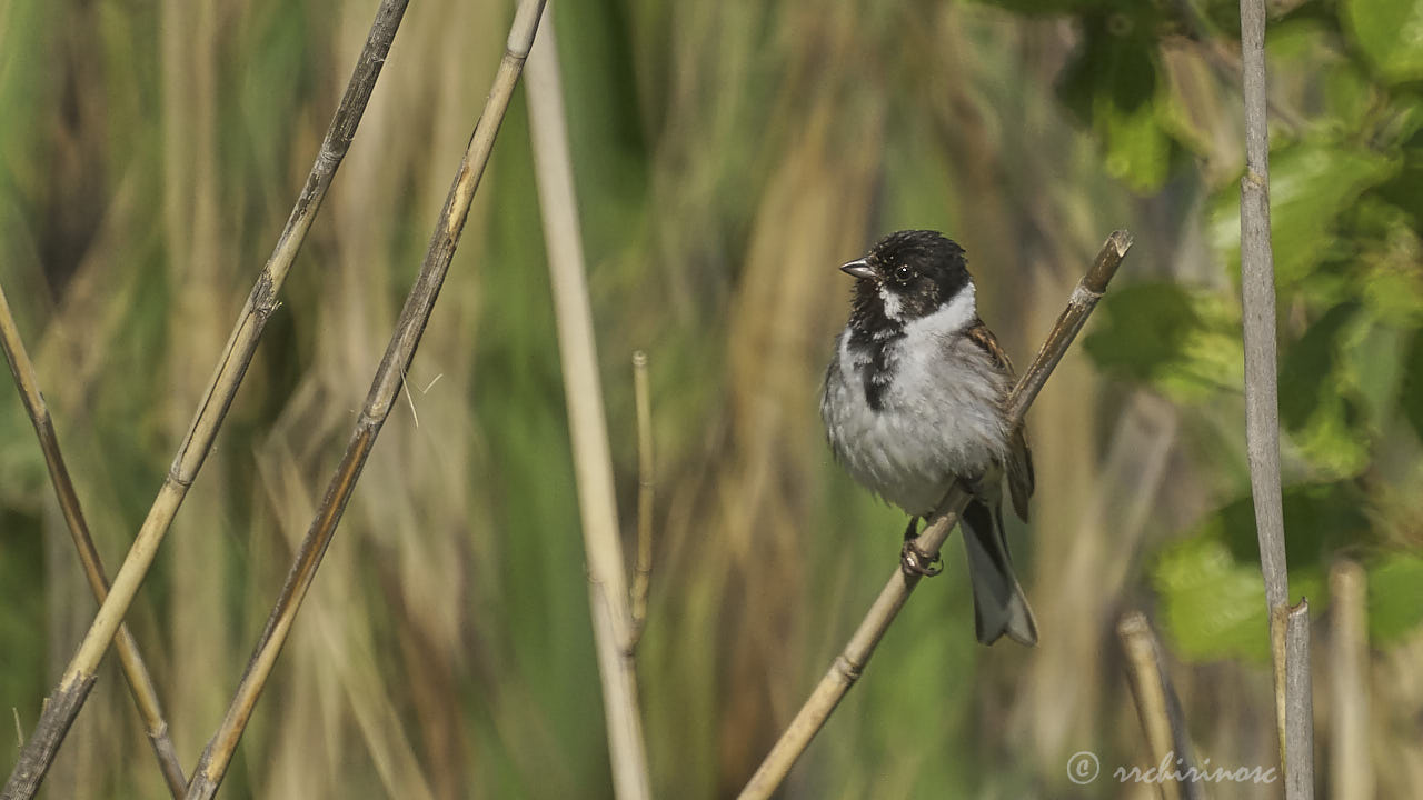 Reed bunting
