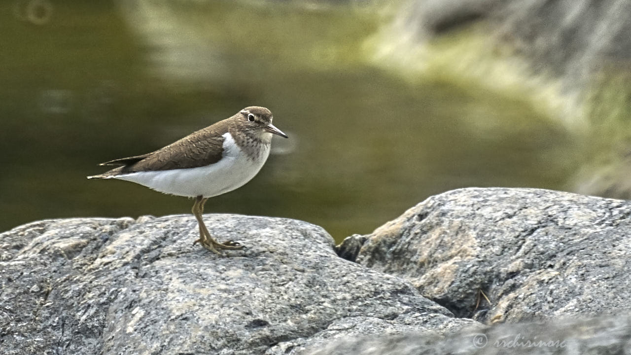 Common sandpiper