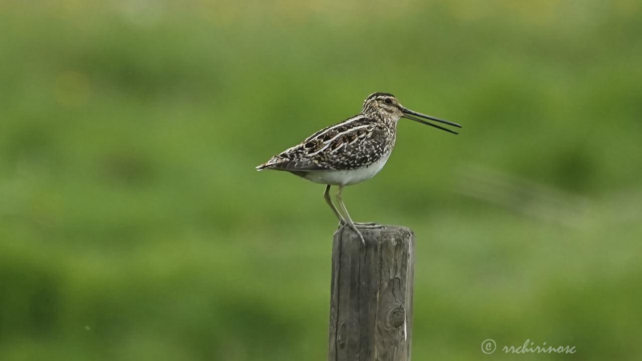 Common snipe