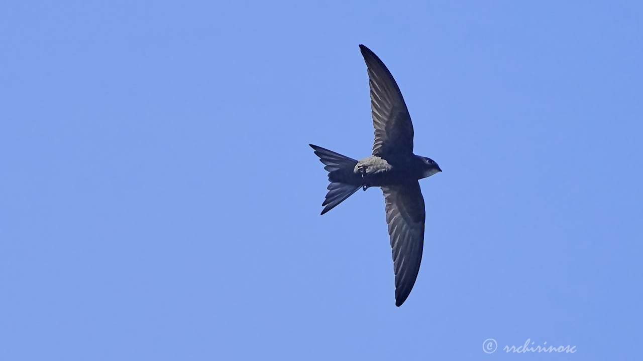 Common swift