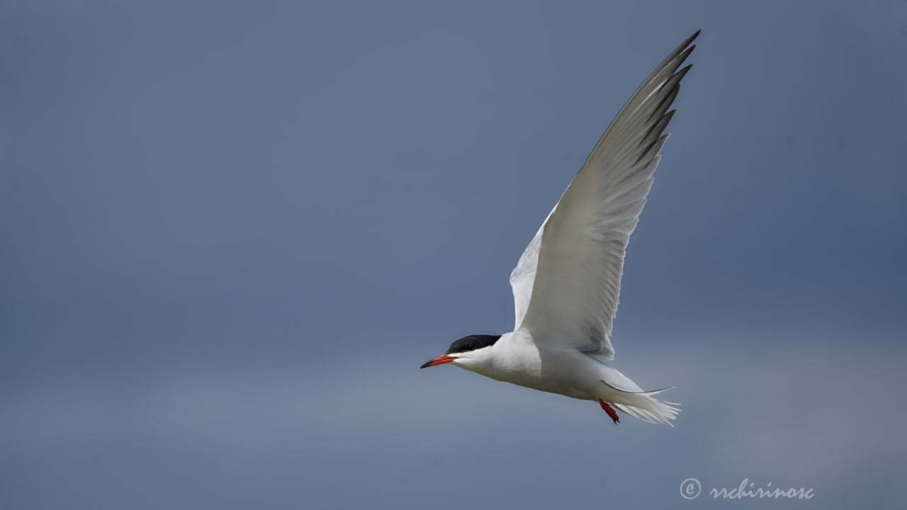 Common tern