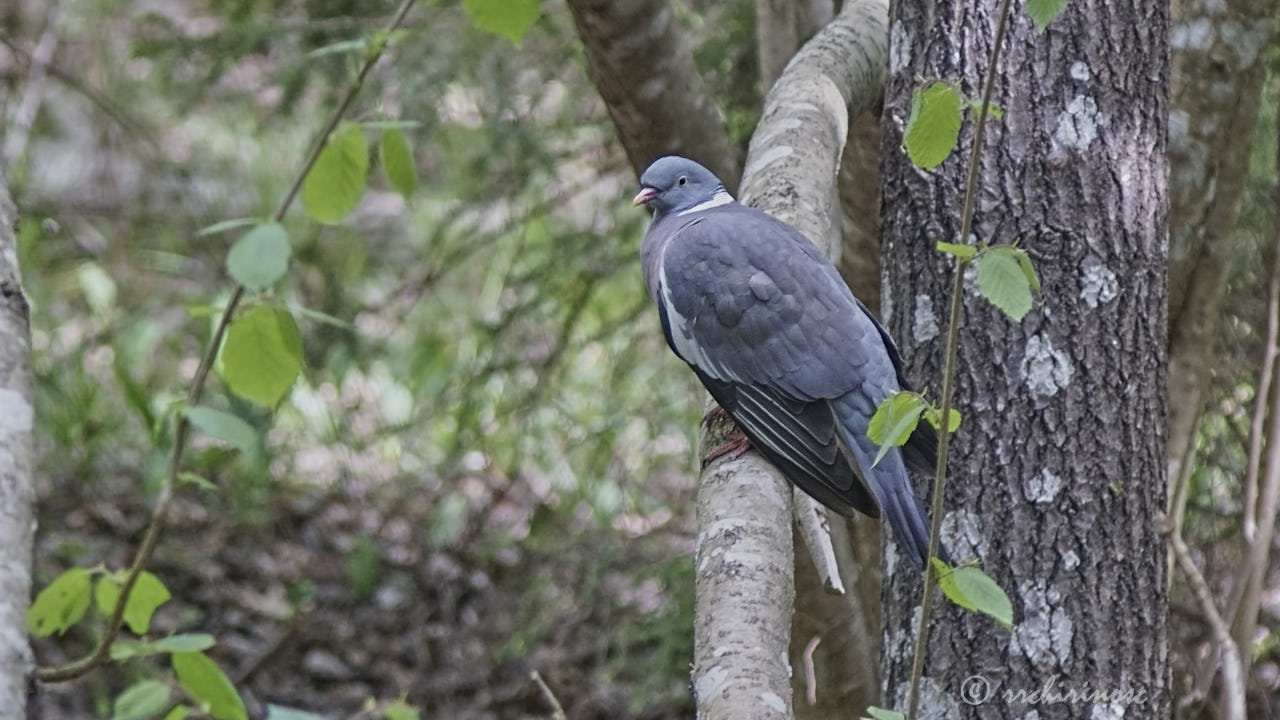 Common wood pigeon