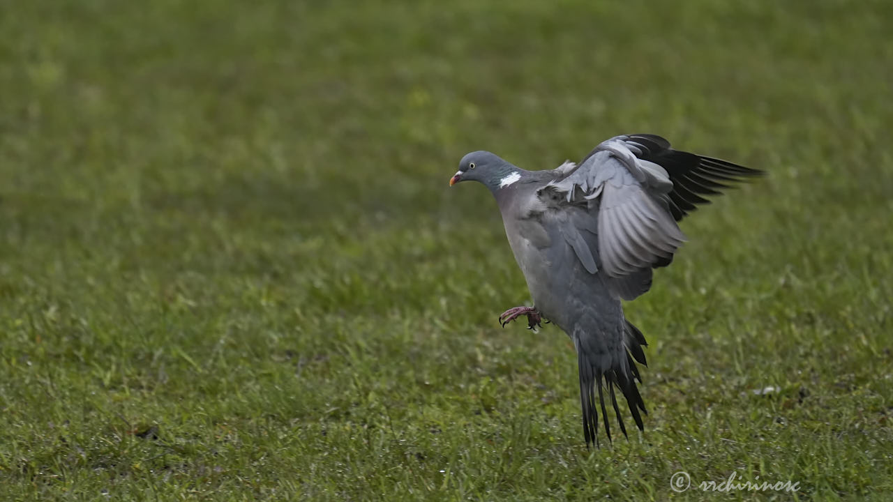 Common wood pigeon