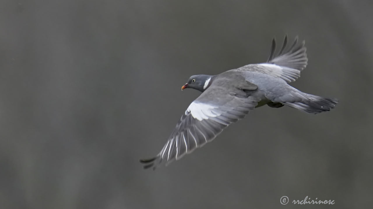 Common wood pigeon