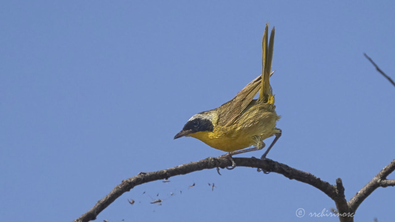 Common yellowthroat