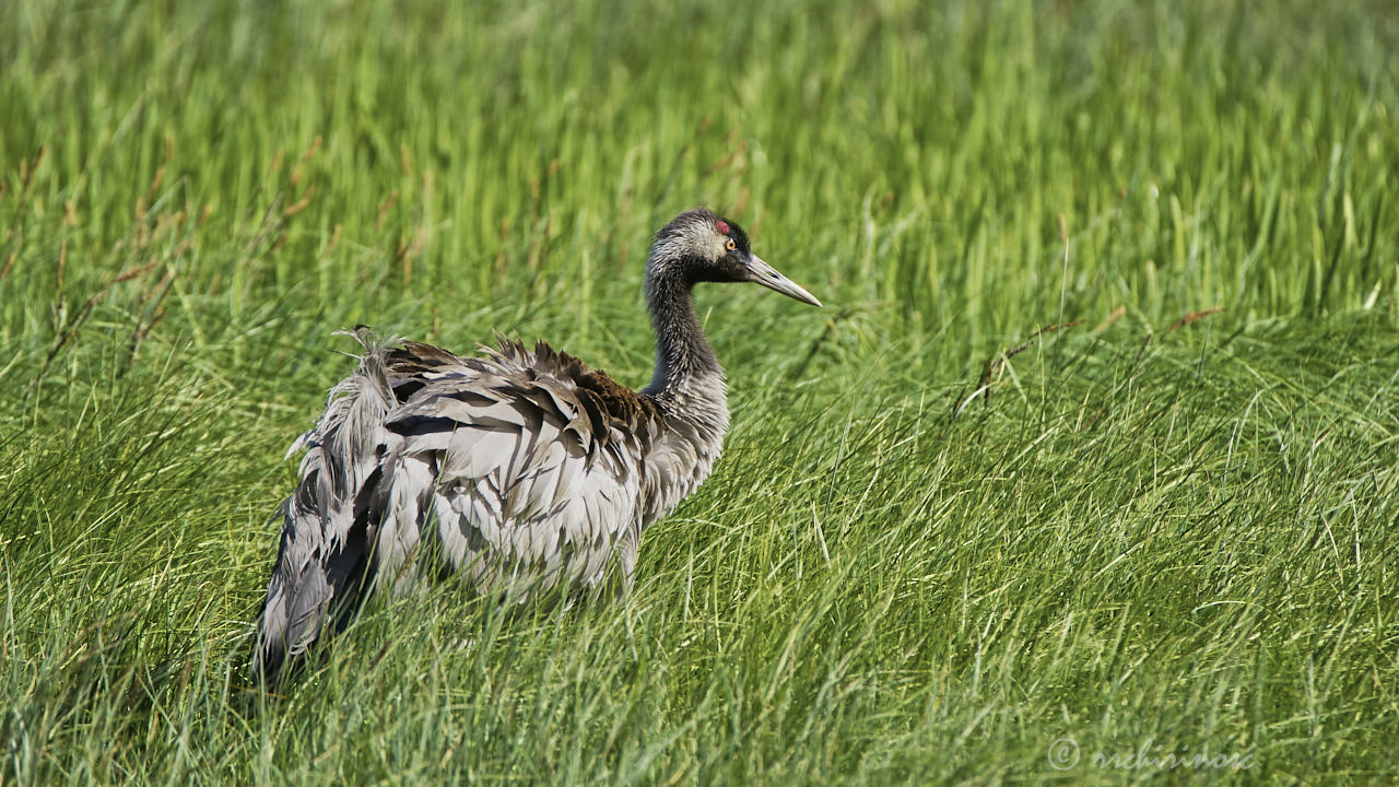 Common crane