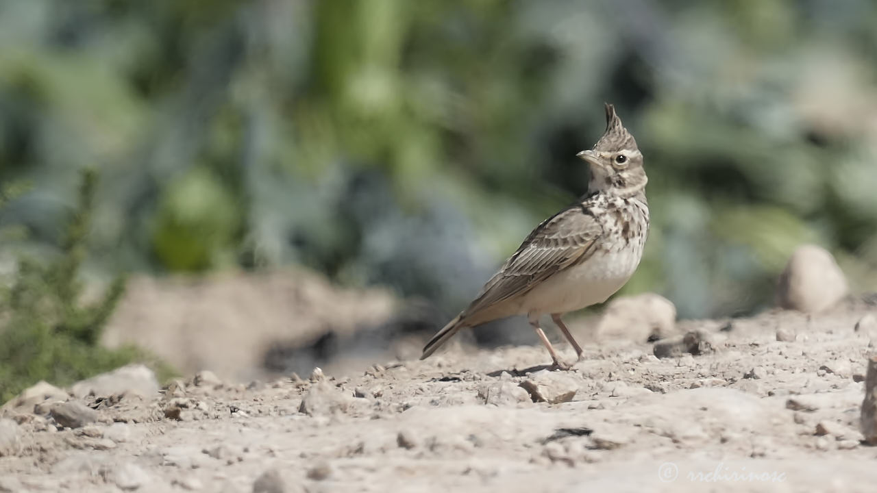 Crested lark
