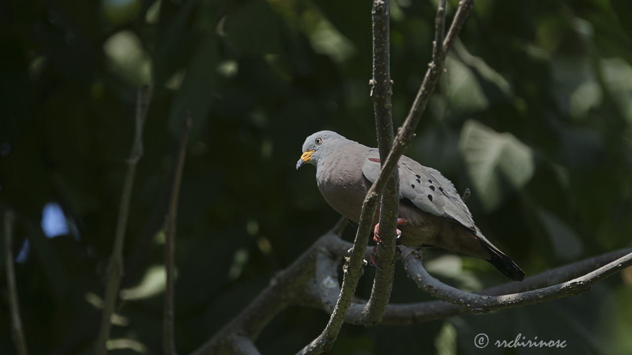 Croaking ground dove