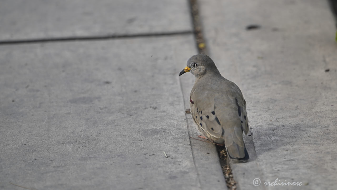 Croaking ground dove