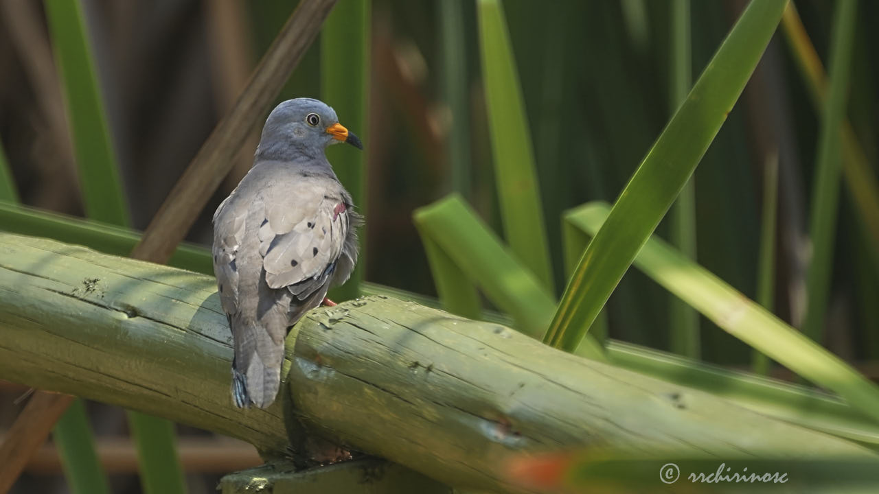 Croaking ground dove