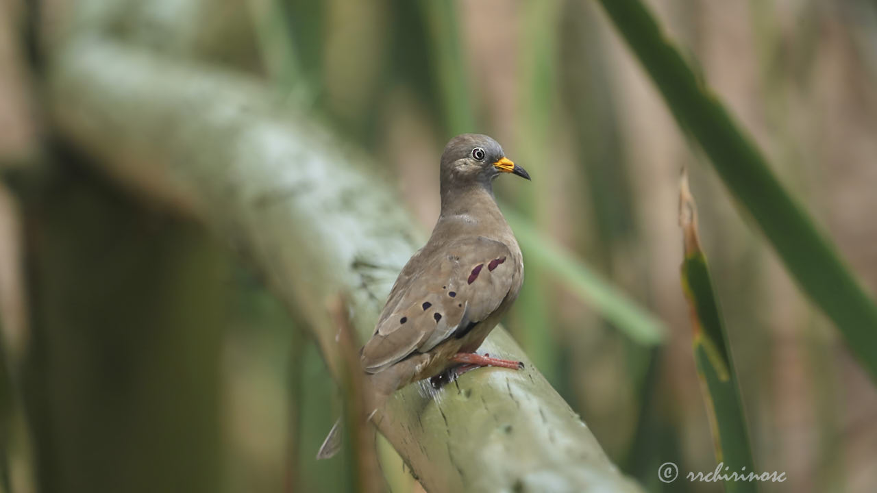 Croaking ground dove