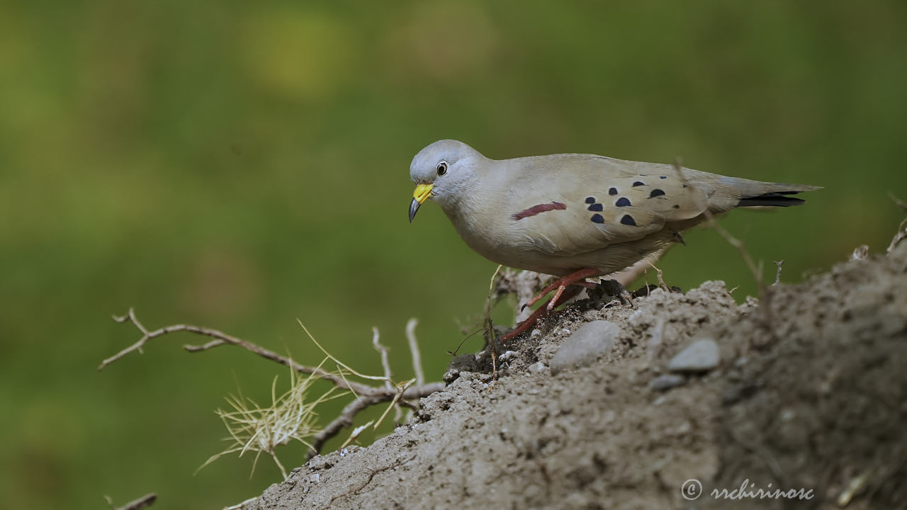 Croaking ground dove