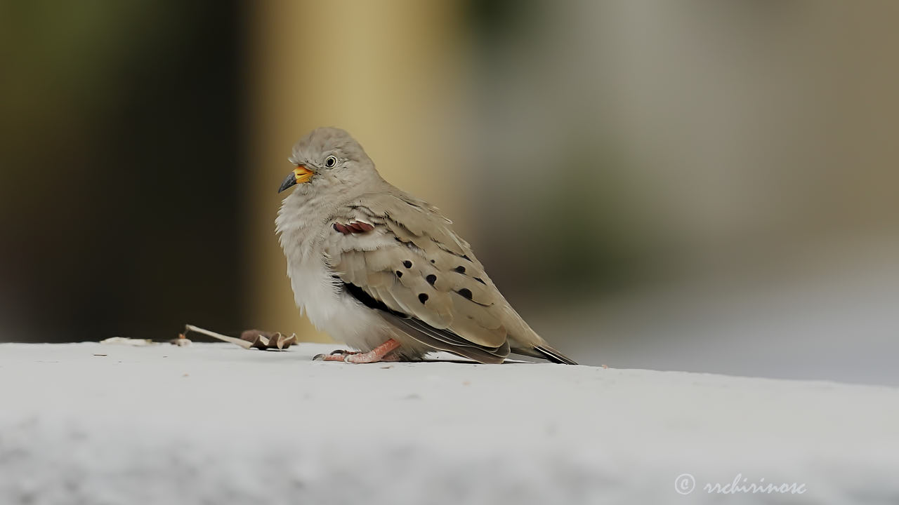 Croaking ground dove