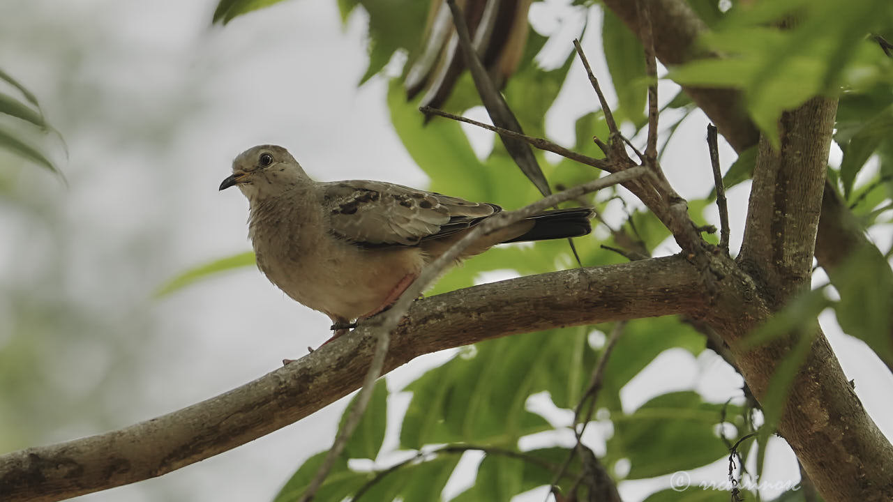 Croaking ground dove