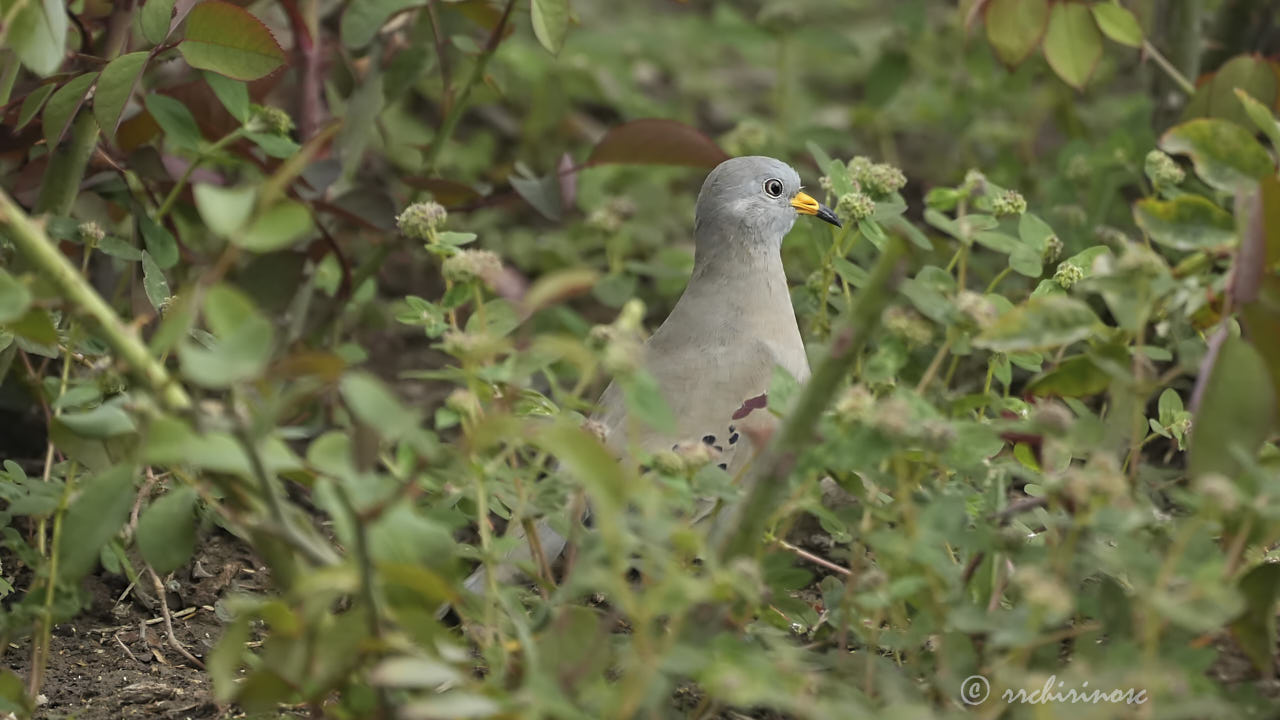 Croaking ground dove