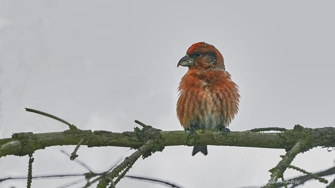 Red crossbill