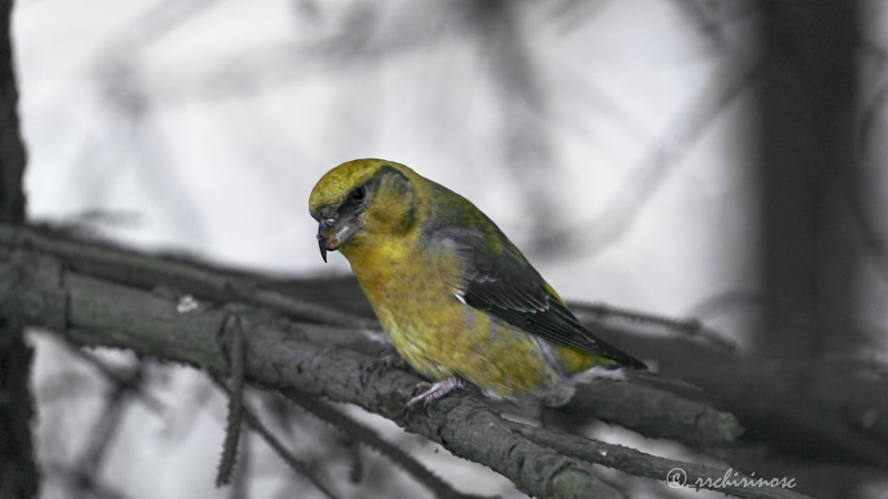 Red crossbill