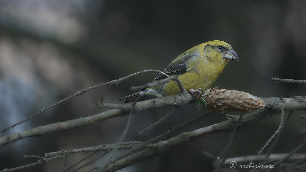 Red crossbill