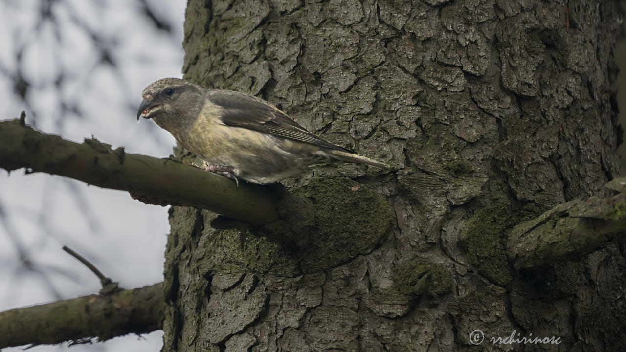 Red crossbill