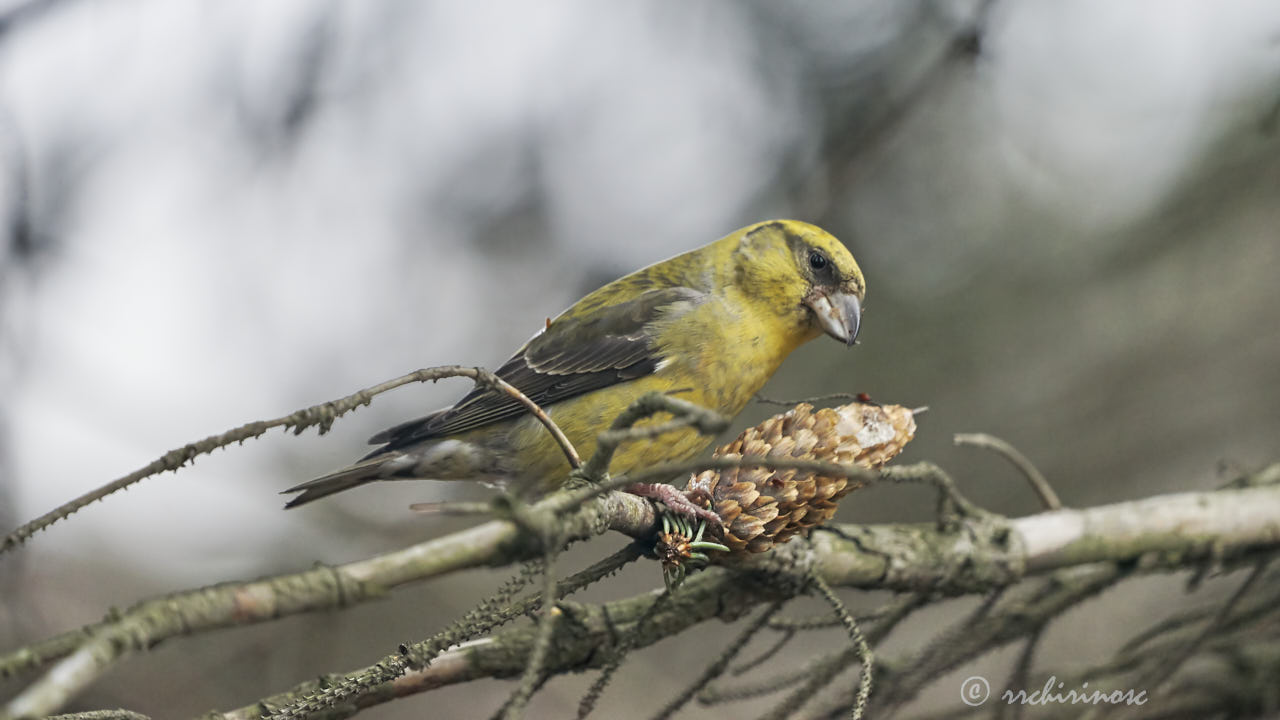 Red crossbill