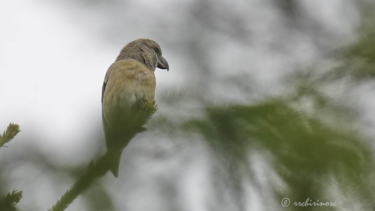 Red crossbill