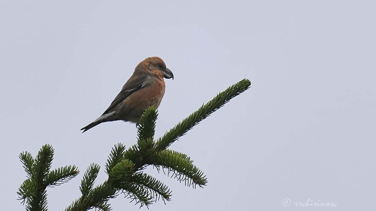 Red crossbill