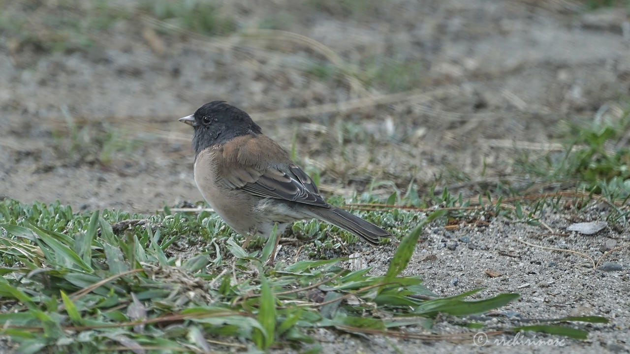 Dark-eyed junco