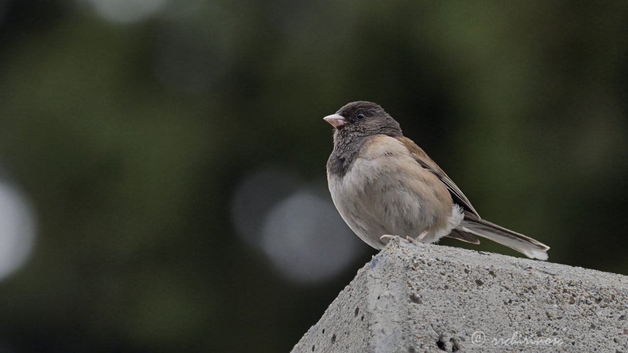Dark-eyed junco