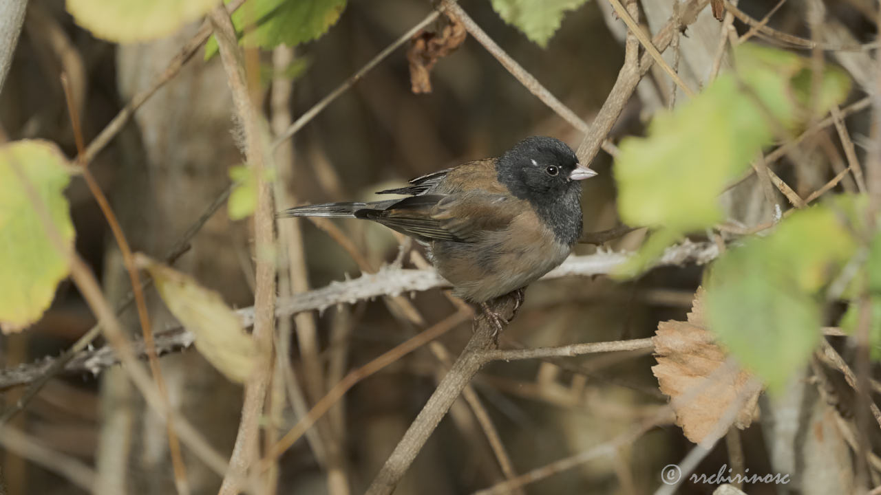 Dark-eyed junco