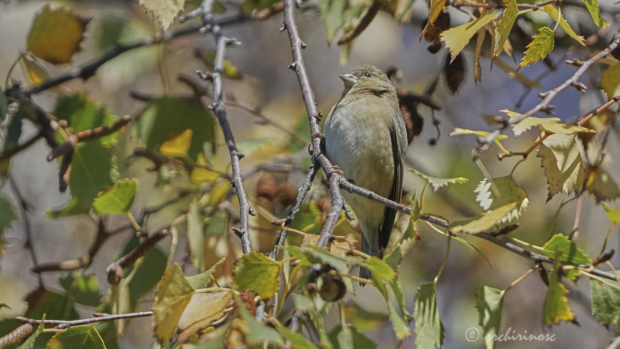 Dark-eyed junco