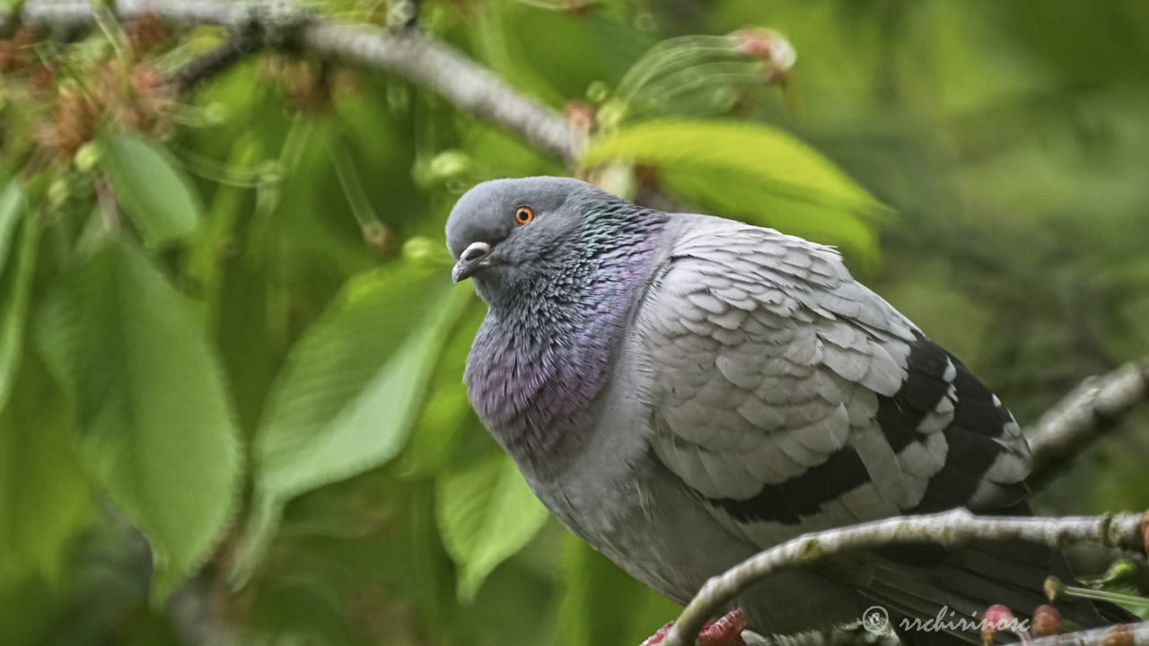 Rock pigeon