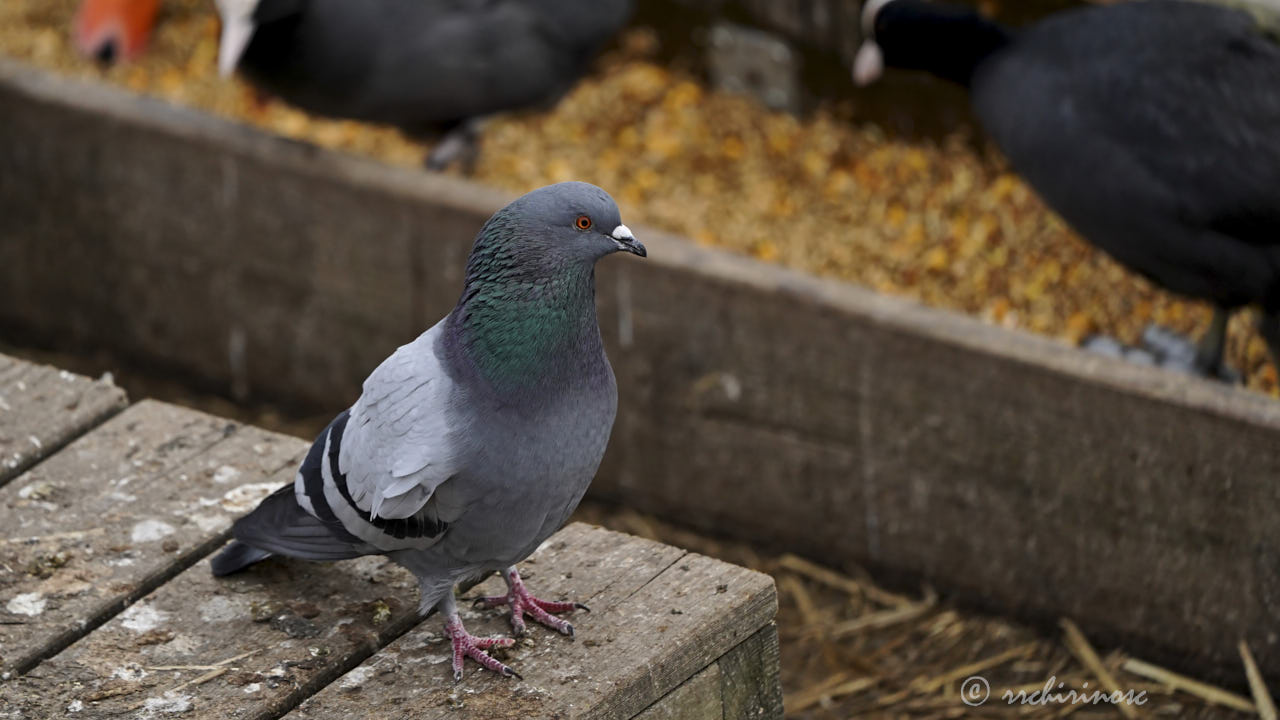 Rock pigeon