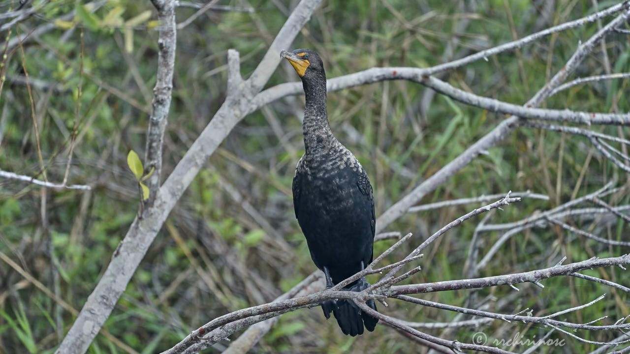 Double-crested cormorant