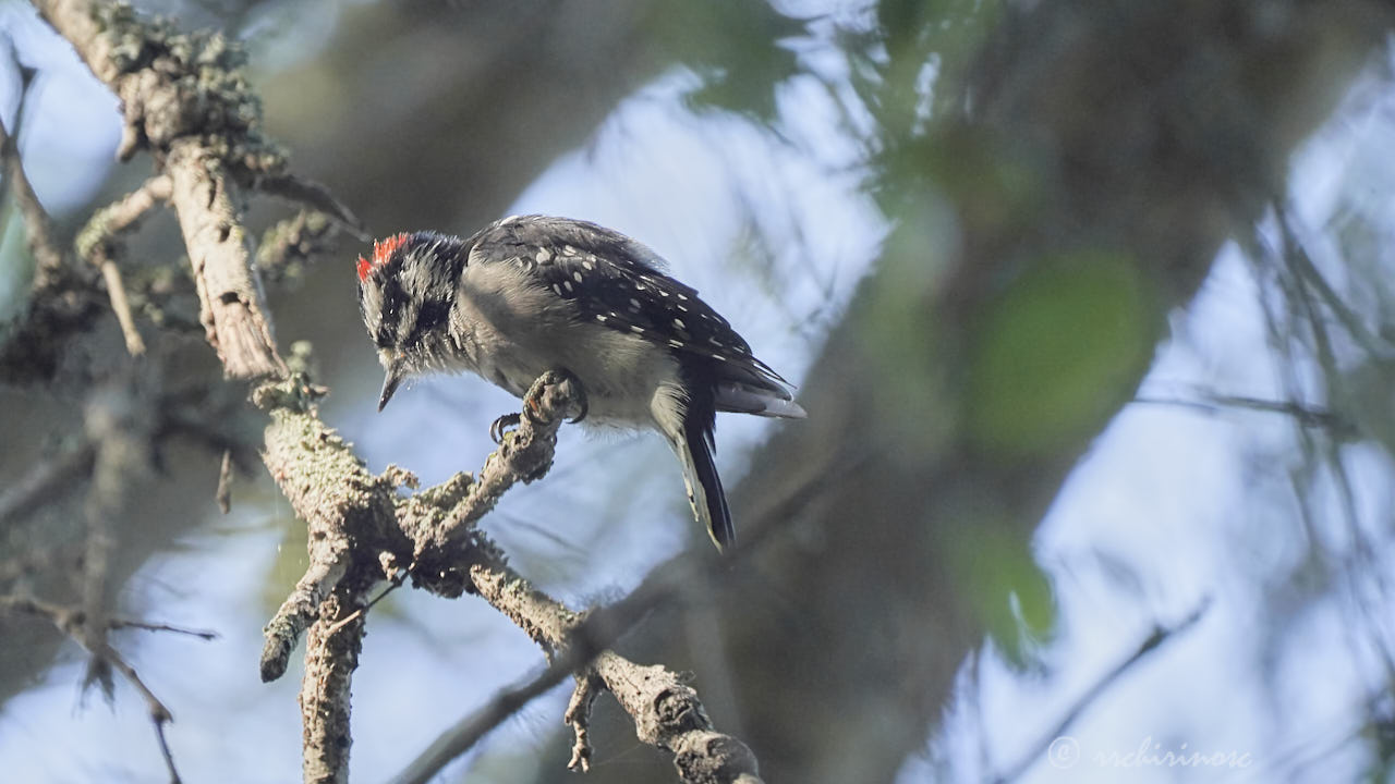 Downy woodpecker