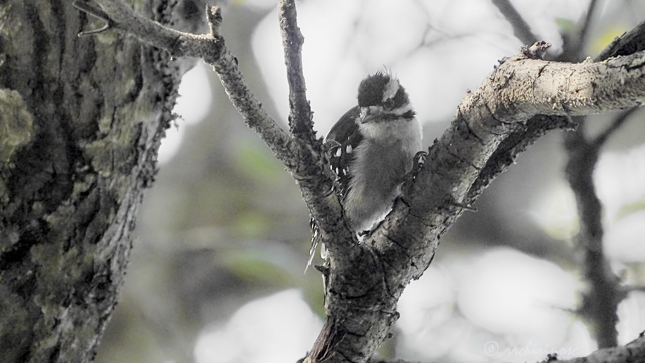 Downy woodpecker