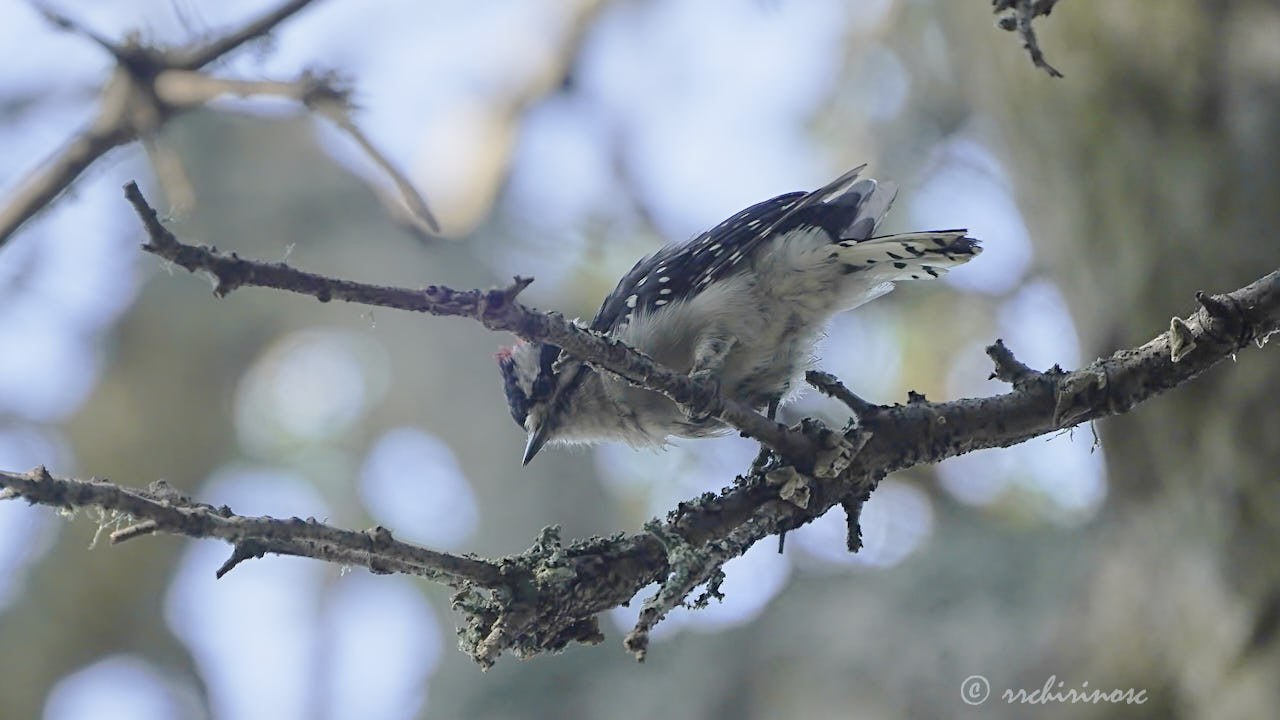 Downy woodpecker