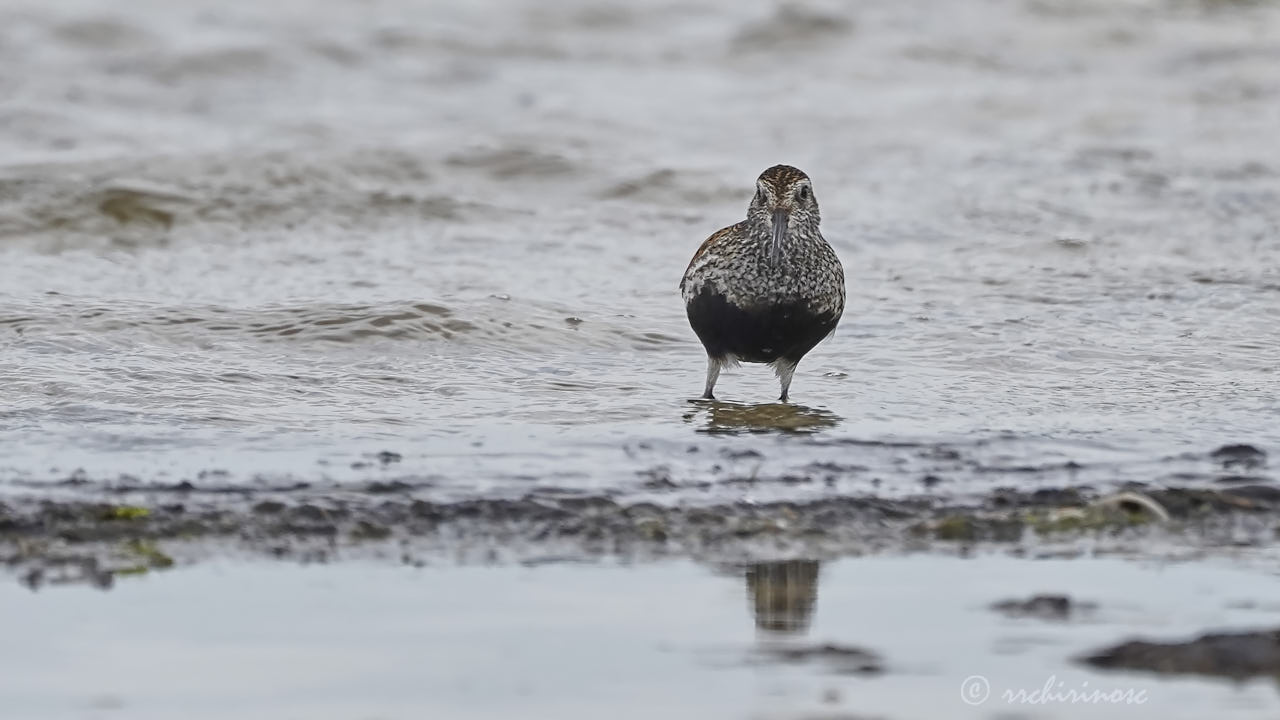 Dunlin