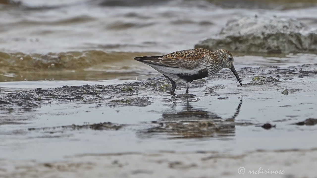 Dunlin