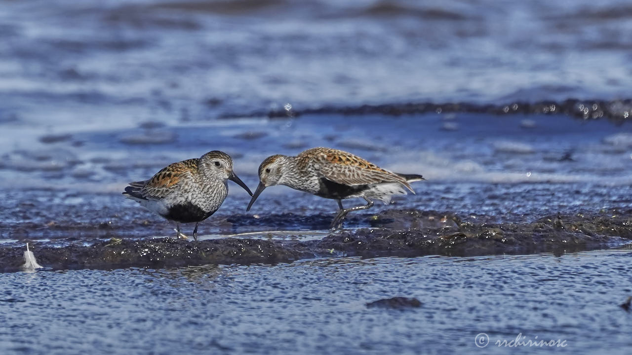 Dunlin