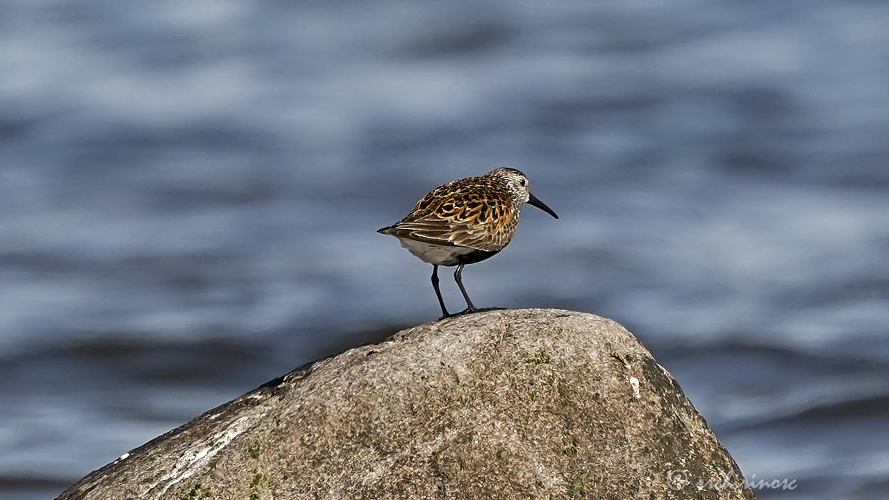 Dunlin
