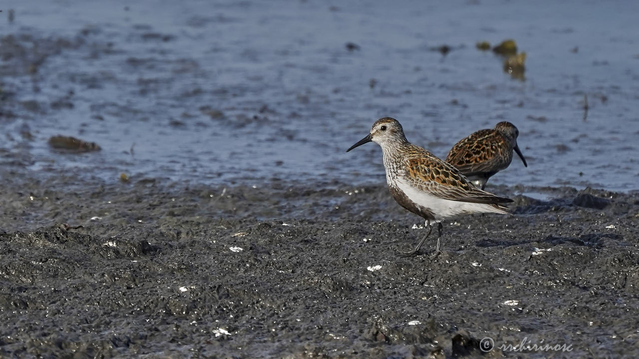Dunlin