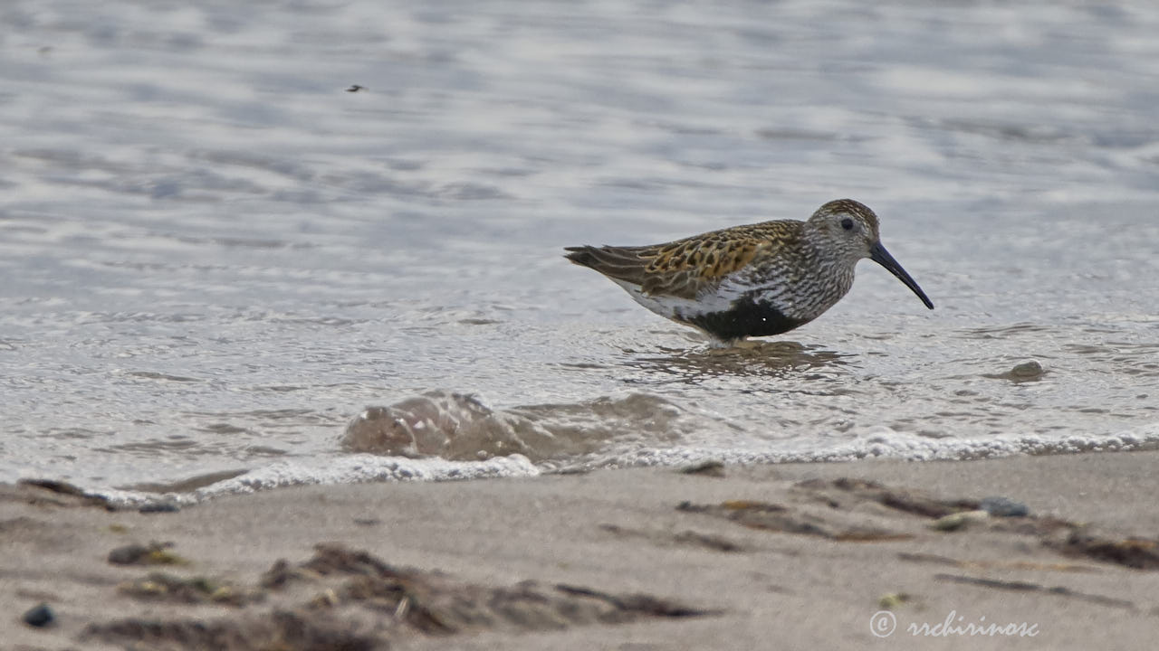 Dunlin
