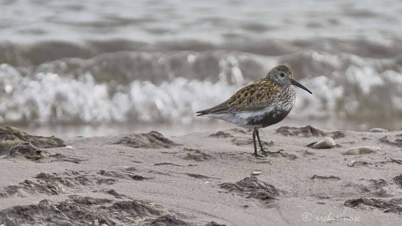 Dunlin