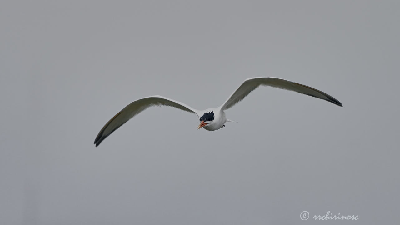 Elegant tern